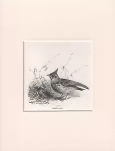 ALTER ANTIKER VOGELSTICH 1916 DRUCK FERTIG MONTIERT DIE WAPPENLERCHE - Bild 1 von 1
