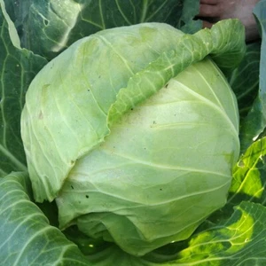 1/4 Lb Copenhagen Market Early Cabbage Seeds - Everwilde Farms Mylar Seed Packet - Picture 1 of 2
