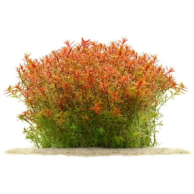 6 Stems rotala Orange Juice live aquarium plants beautiful!!! FREE Proprity Ship