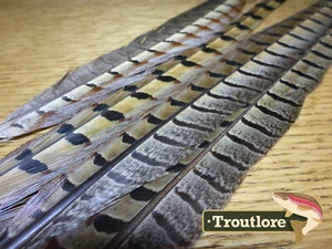4 x NATURAL RINGNECK PHEASANT TAIL FEATHERS - NEW FLY TYING MATERIALS PT TAILS - Picture 1 of 6