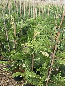 4X LEYLANDII GREEN CONIFER HARLEQUIN PLANTS HEDGING TREES 5 LT POTS 3-4 FOOT B'S - Picture 1 of 5