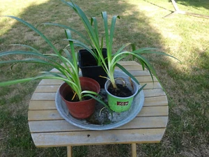 blaue Schmucklilie, 2 Jahre alt, Ableger , Agapanthus blau - Bild 1 von 5