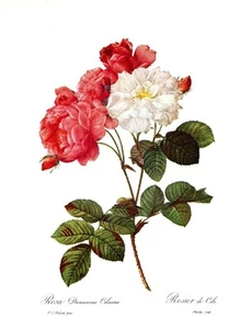 Botanical Print, Redoute Roses, Rosa Damascena Celsiana. 1978 reproduction print - Picture 1 of 1