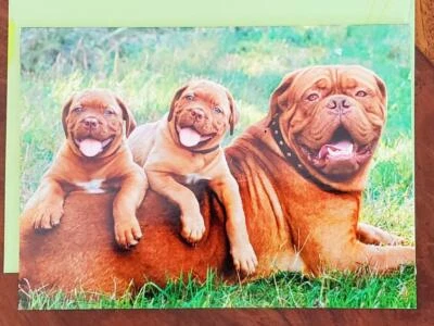 TARJETA DE SALUDO DÍA DEL PADRE AVANTI PRESS PERRO MASTÍN CON CACHORROS EN HIERBA Foto 1 de 2