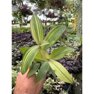 Tradescantia ‘marley’- new variegated variety! - Picture 1 of 2