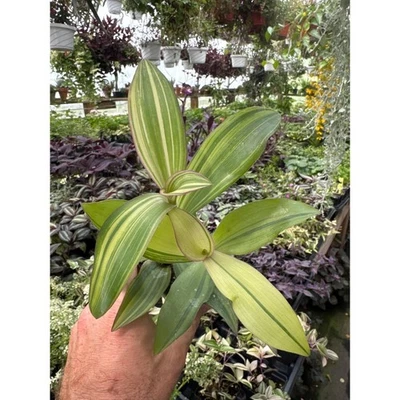 Tradescantia ‘marley’- new variegated variety! - Image 1 of 2