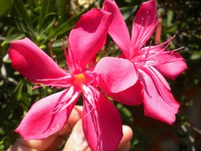 NERIUM OLEANDER 1 pianta in alveolo forestale oleandro fiori rosa per siepi