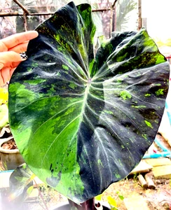 Colocasia Mármol Negro Var esculenta especie Nueva oreja de elefante HB + Phyto Cert - Imagen 1 de 11