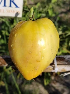 Tomate Eva Yellow Heart , 10 semillas (123) - Picture 1 of 1