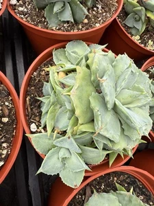 Agave potatorum 'Shoji-Raijin' Blue Rose Agave 6” Pot - Picture 1 of 5