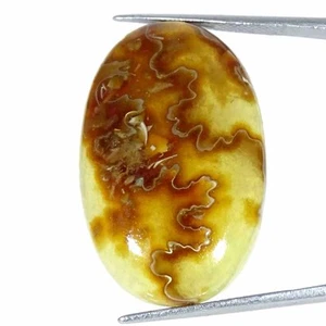 35.50Cts Natural Ammonite Oval Cabochon Loose Gemstone - Picture 1 of 5