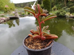 peperomia graveolens im Topf - Bild 1 von 3