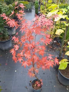 Acer palmatum Osakazuki, 80cm, Japanahorn mit knallroter Herbstfärbung - Bild 1 von 4