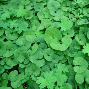 20 Wild Ginger Plant Roots Asarum Canadense Woodland Bareroot Native Wildflower - Picture 1 of 3