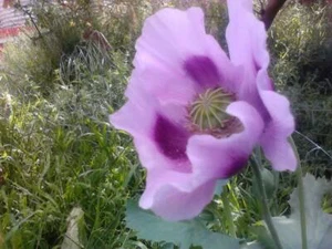 Giant Tasmanian Purple/White Poppy 1000 seeds - Picture 1 of 1