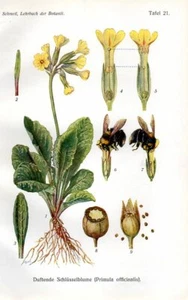 1908 SCHMEIL CHROMOLITHOGRAPH cowslip primrose, common cowslip - Picture 1 of 3