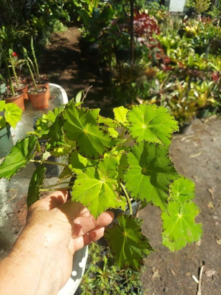 Rex Begonia LIMA LOVE Eyelashe Begonia (RARE) - Image 1 of 1