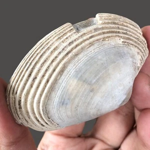 Natural Bivalvia Clam Rough Pelecypoda Fossil , Indonesia 70Gr - Picture 1 of 6