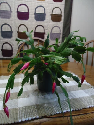 PLANTA ROJA DE CACTUS NAVIDAD (ENRAIZADA Y ACTUALMENTE EN MACETA DE 4") Foto 1 de 4