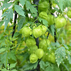 Winorośl balonowa ( Wel Penala) Kardiospermum Halicacabum Naturalny suszony liść