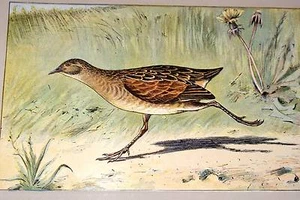 LE RÂLE DE GENÊTS MAHLER AQUARELLE MANUFRANCE 1907 - Picture 1 of 1