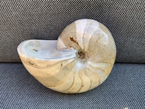 Polished Nautilus Cenoceras sp Rare Fossil, Burton Bradstock, Dorset, England - Picture 1 of 7
