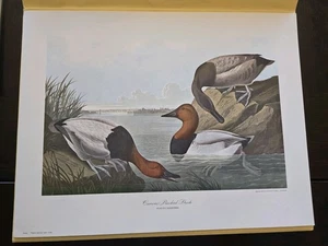 Vintage Penn Print CANVAS BACKED DUCK by John J. Audubon in 14" x 18"  - Picture 1 of 3