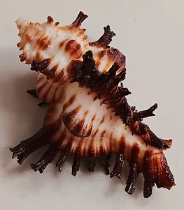 Sea shell Chicoreus banksii f. crocatus 67.5mm, gem, nice form body, perfect - Picture 1 of 6