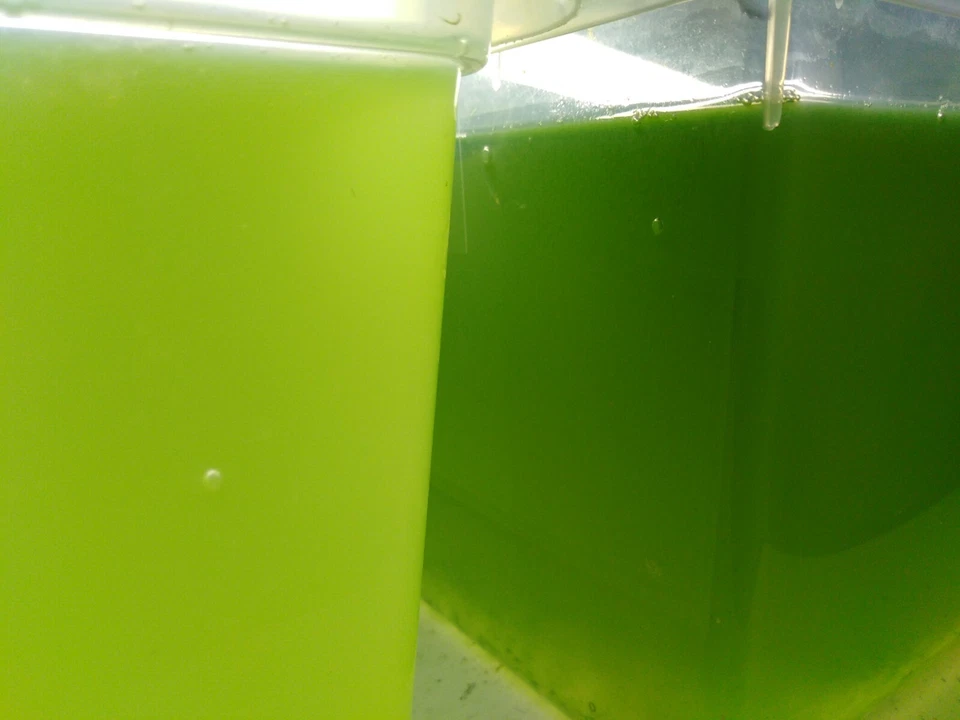 Chlorella vulgaris, Zuchtansat z+ ANLEITUNG. Futter f. Daphnia, etc. 2,4Liter! - Bild 1 von 4