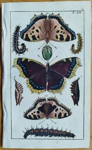 Butterfly Moth (Plate 12) - Wilhelm Original Colored Print - 1800 - Picture 1 of 1