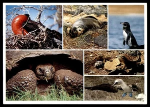 Postcard Galapagos Islands Wildlife Collage - Picture 1 of 2