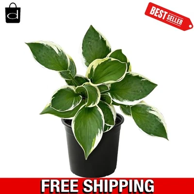 Beautiful Hosta 'Patriot' Live Plant - Flourishes in Partial Shade, 12" Tall - Image 1 of 4