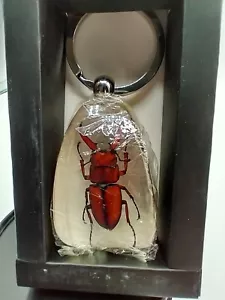 Schlüsselanhänger echtes Insekt, Millennium Arts M-Käfer braun Hirschkäfer - Bild 1 von 4