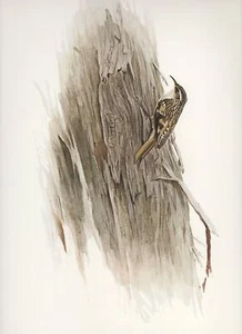 J F Lansdowne BROWN CREEPER wild bird illustration 1977 vintage color print - Picture 1 of 4