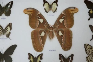 Taxidermia Mariposa Real Insecto Enmarcado Vidrio Entomología Mezcla Colección de 10 XXL - Imagen 1 de 8