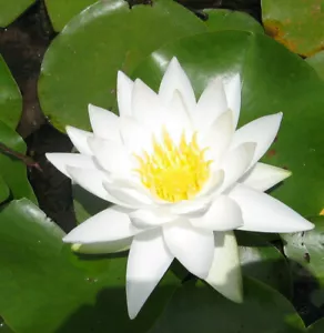 White LIVE Water Lily Pond Plant Aquatic Lilly Lotus Lakes - Picture 1 of 1