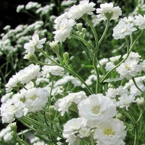 Baby's Breath SNOWFLAKE PERENNIAL Native Heirloom Cut Flowers Non-GMO 100 Seeds! - Picture 1 of 8