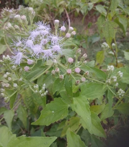 Planta seca Eupatorium odoratum Jack in the Bush hierba Siam Podisingnomaran 750 g - Imagen 1 de 3