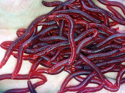 100 Stück künstliche Angelköder,Mistwurm, Rotwurm, Weichplastik,Eigengeruch - Bild 1 von 2