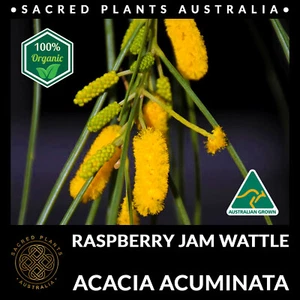 RASPBERRY JAM WATTLE 30 Seeds | Acacia Acuminata Narrow Phyllode Sacred Shaman - Picture 1 of 7