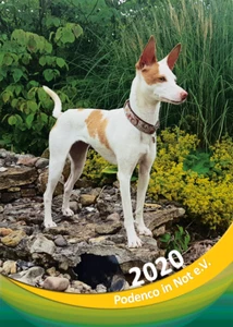 Podenco Galgo Kalender 2020 DIN A4 - Bild 1 von 1