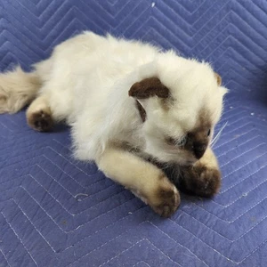Vintage Charm Co. Persian Cat Plush Stuffed Animal Realistic White Japan 1982 - Picture 1 of 8