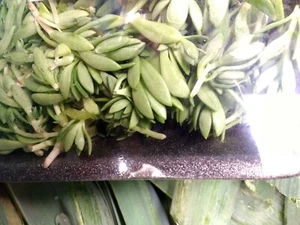 Dot Namul Greens/ Succulents ONE POUND - Picture 1 of 2