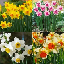 400Pcs Mixed Daffodil Double Narcissus Duo Bulbs Seeds Spring Plant Flower Decor