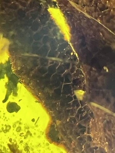 Ultra seltene Waben aufwendiges Fossil, riesiges echtes burmitisches Bernstein 98myo - Bild 1 von 15