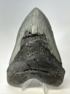 Megalodon Shark Tooth 5.27 inch - Big - Natural Fossil - Authentic - Real 18977 - Picture 1 of 8