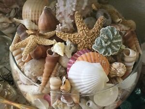 Florida Beach Sea Shells - Small Priority Box Full