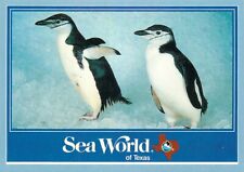 Postcard Penguin Encounter #2, Sea World of Texas