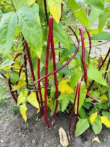*20 Samen* Meterbohne (Purple Bean) 80cm lang - Bild 1 von 3