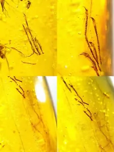 Lizard limbs and tail burmite Cretaceous Amber fossil dinosaurs era - Picture 1 of 9